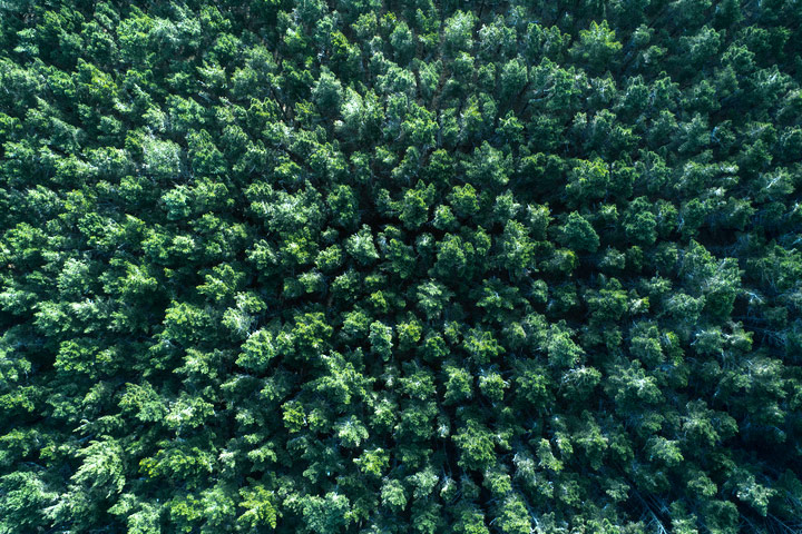 Birds eye view of forest