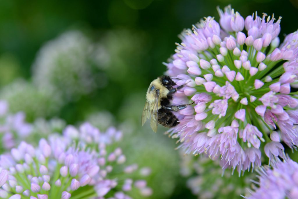 Bee extracting pollen from purple flower